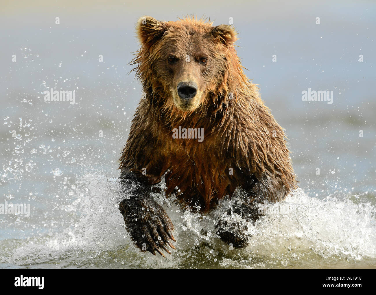 Alaska orso bruno, il Parco Nazionale del Lago Clark Alaska Foto Stock