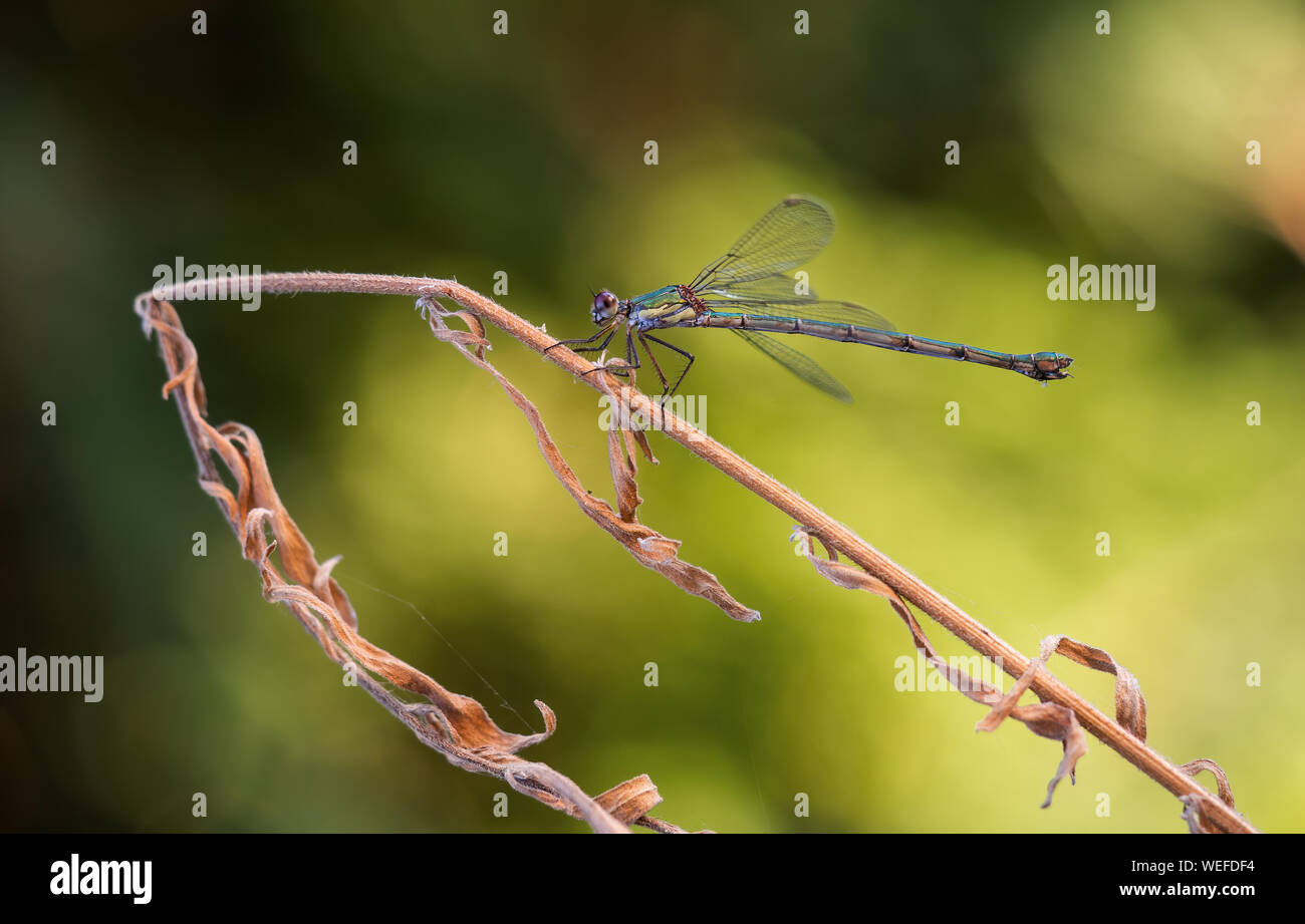 Willow Emerald Damselfly, Chalcolestes viridis / parvidens. Profilo. Aka Western willow spreadwing. Foto Stock