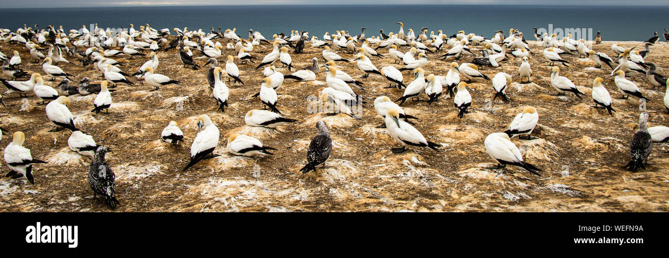 Port Chalmers, Nuova Zelanda, fauna selvatica, animali, gregge di uccelli Foto Stock