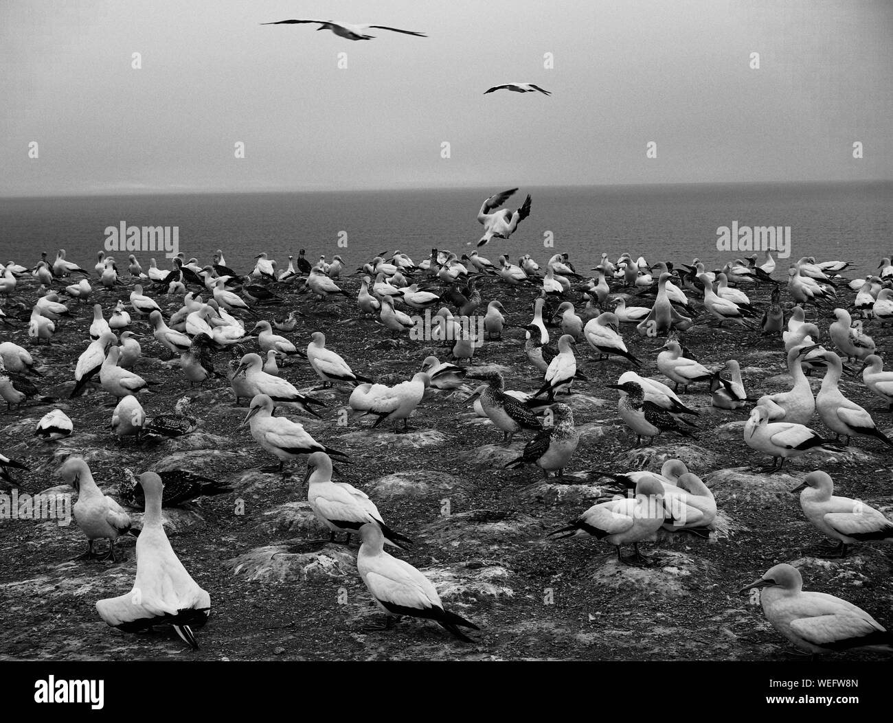 Port Chalmers, Nuova Zelanda, fauna selvatica, animali, gregge di uccelli Foto Stock