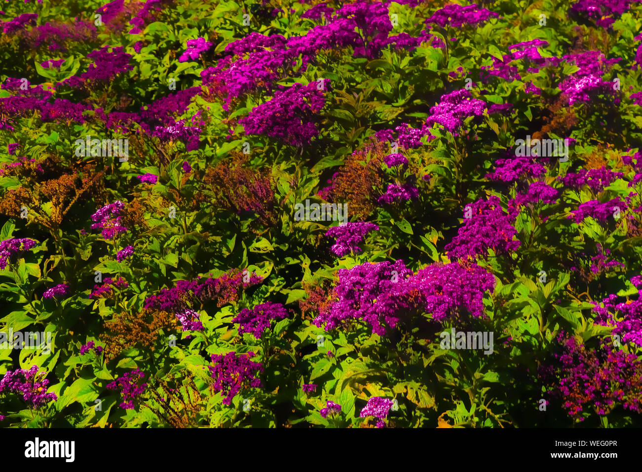 Wellington, Nuova Zelanda, fiori bellissimi Foto Stock