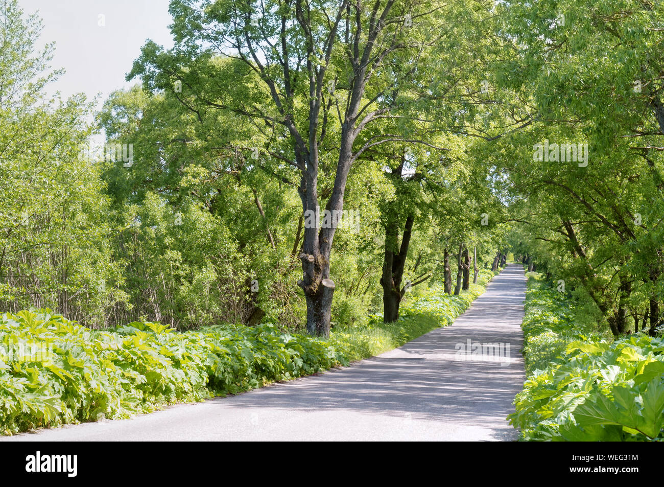La strada del deserto tra alberi, strada Avenue strade secondarie Foto Stock
