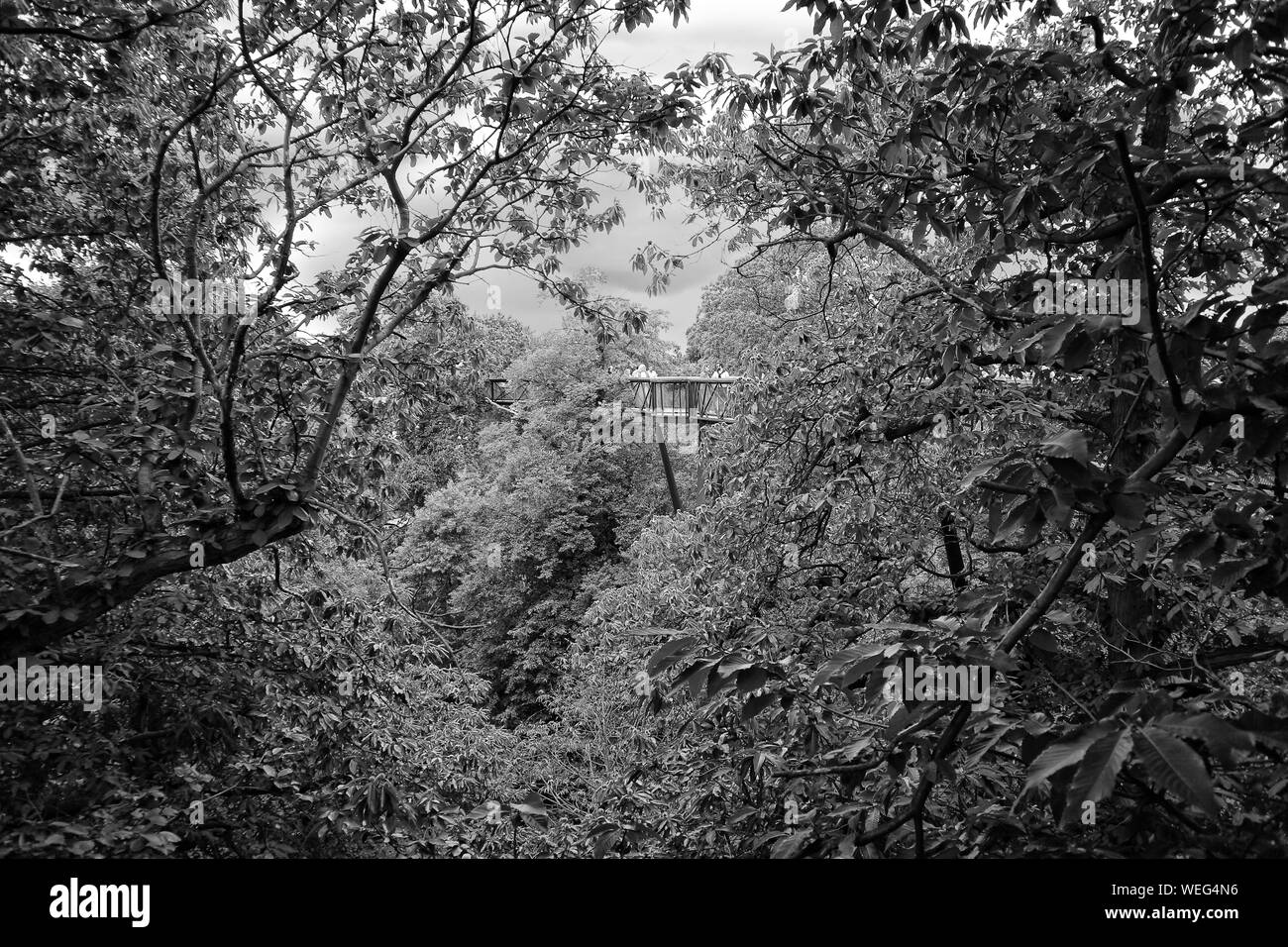 Passeggiando per le cime degli alberi di Kew Gardens a Londra Foto Stock