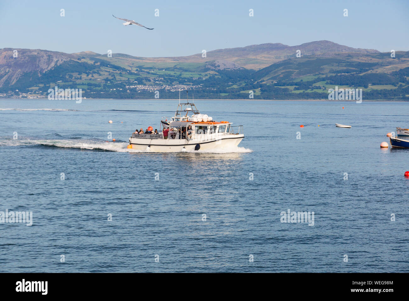 Seacoast Safaris barca Nettuno Explorer al largo della costa di Anglesey al punto Penmon tenendo i turisti in una crociera da Beaumaris per Puffin Island in Galles Foto Stock