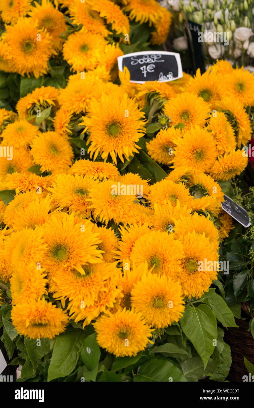 Girasoli in vendita in una Parigi, Francia negozio di fiori con il cartellino del prezzo in Euro Foto Stock