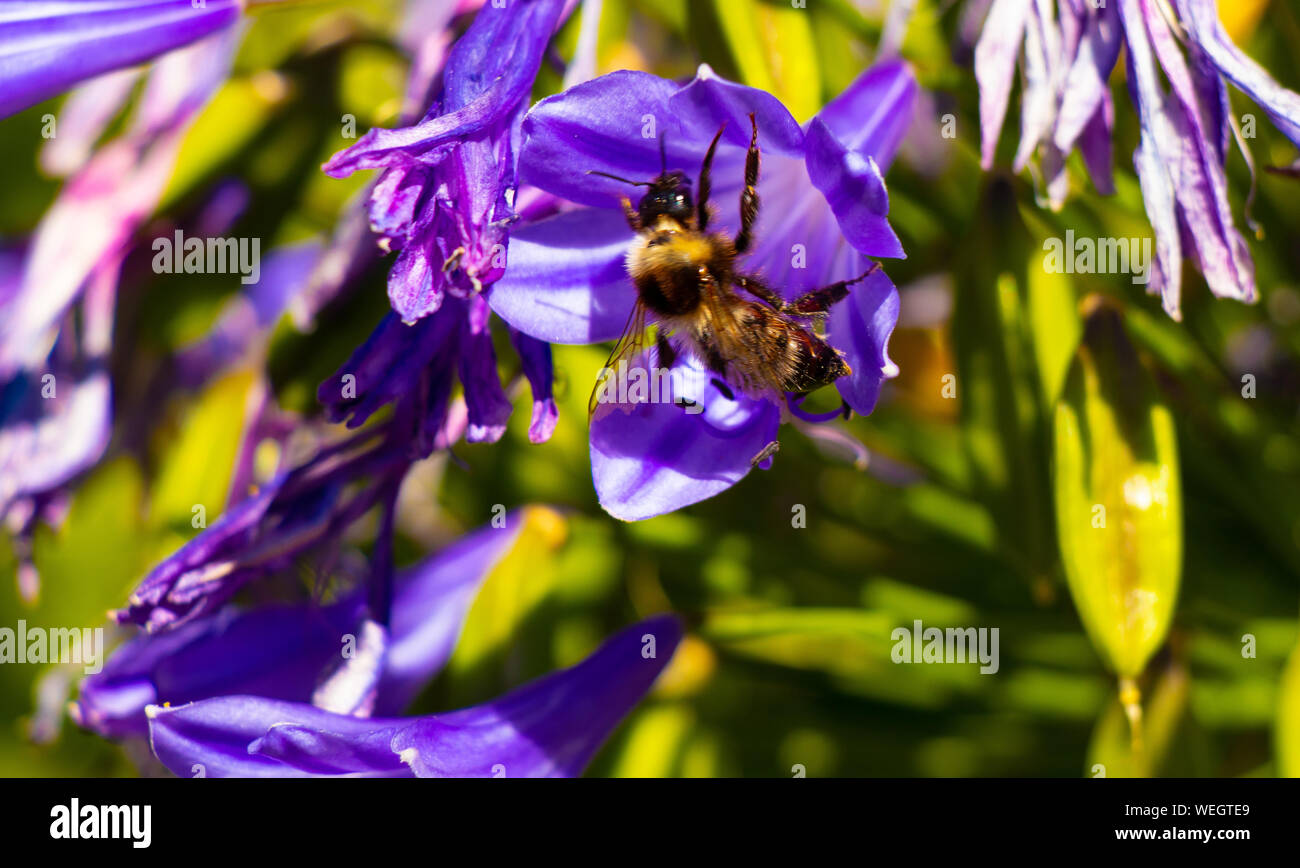 Ape in fiore, Christchurch, Nuova Zelanda Foto Stock