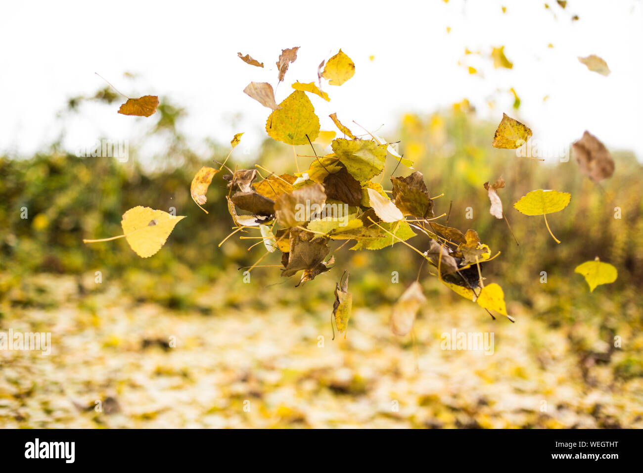 Close-up di foglie di autunno cadere sul campo Foto stock - Alamy