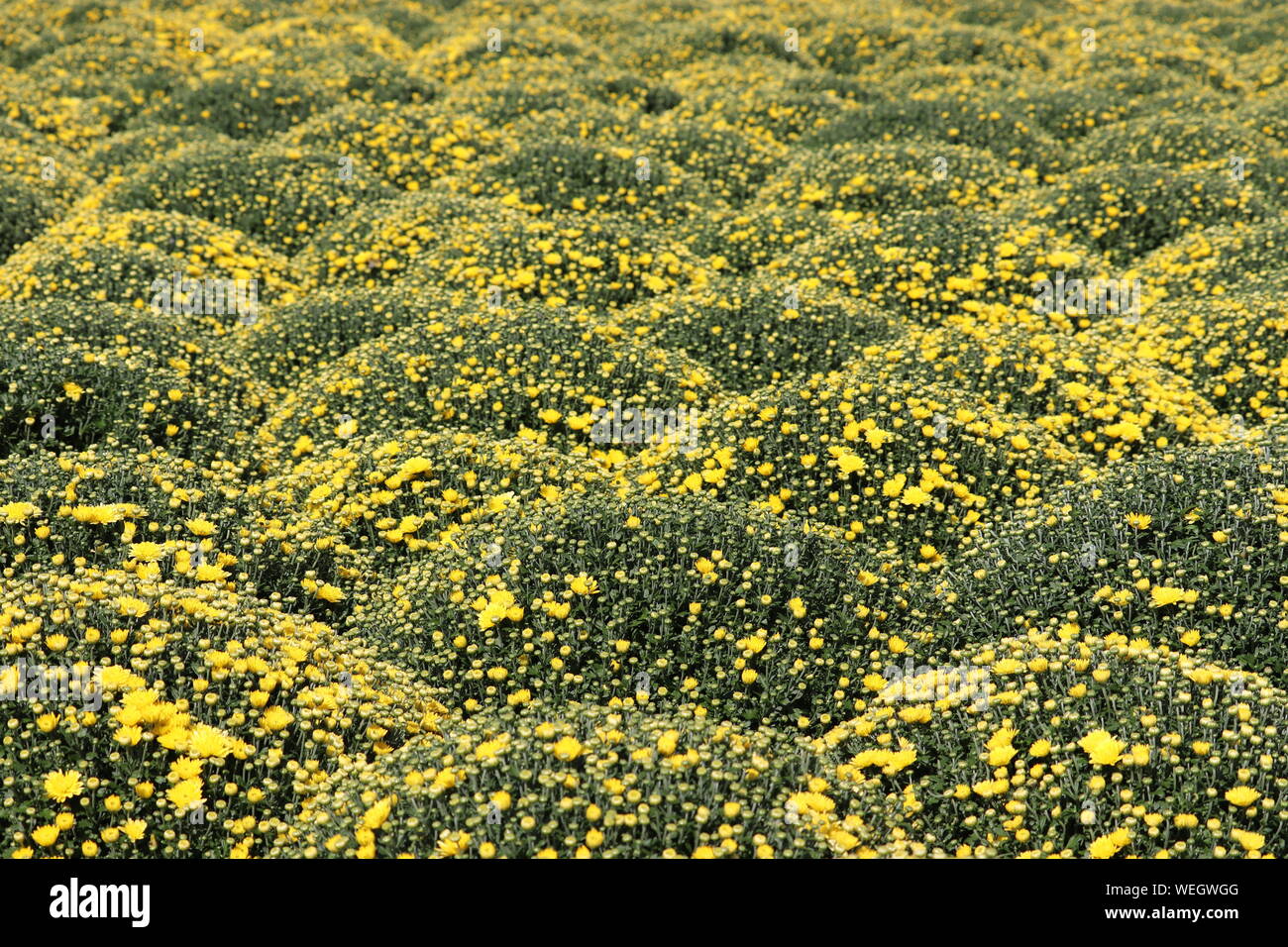 Giallo crisantemi, campi colorati di fiori in giornata soleggiata, il fuoco selettivo. Festosa sfondo floreale, bellissimo modello, simbolo di autunno Foto Stock