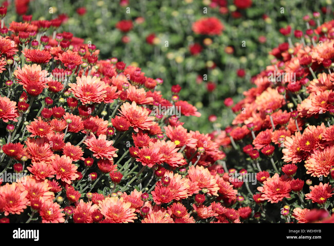 Red crisantemi, colorato campo di fiori in giornata soleggiata. Festosa sfondo floreale, pittoresco schema naturale, simbolo di autunno Foto Stock