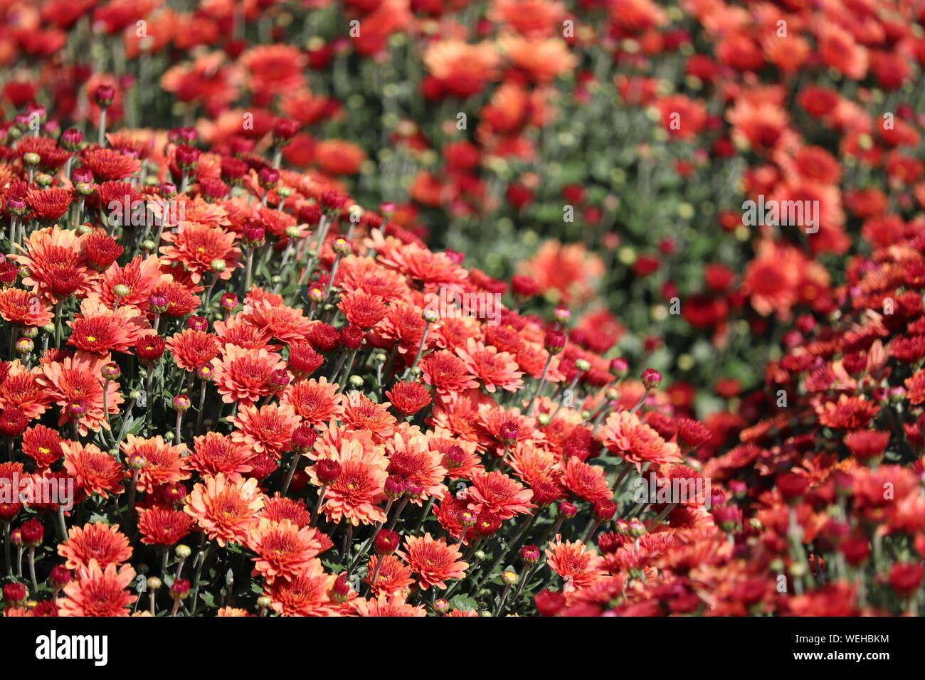 Red crisantemi, colorato campo di fiori in giornata soleggiata. Festosa sfondo floreale, pittoresco schema naturale, simbolo di autunno Foto Stock
