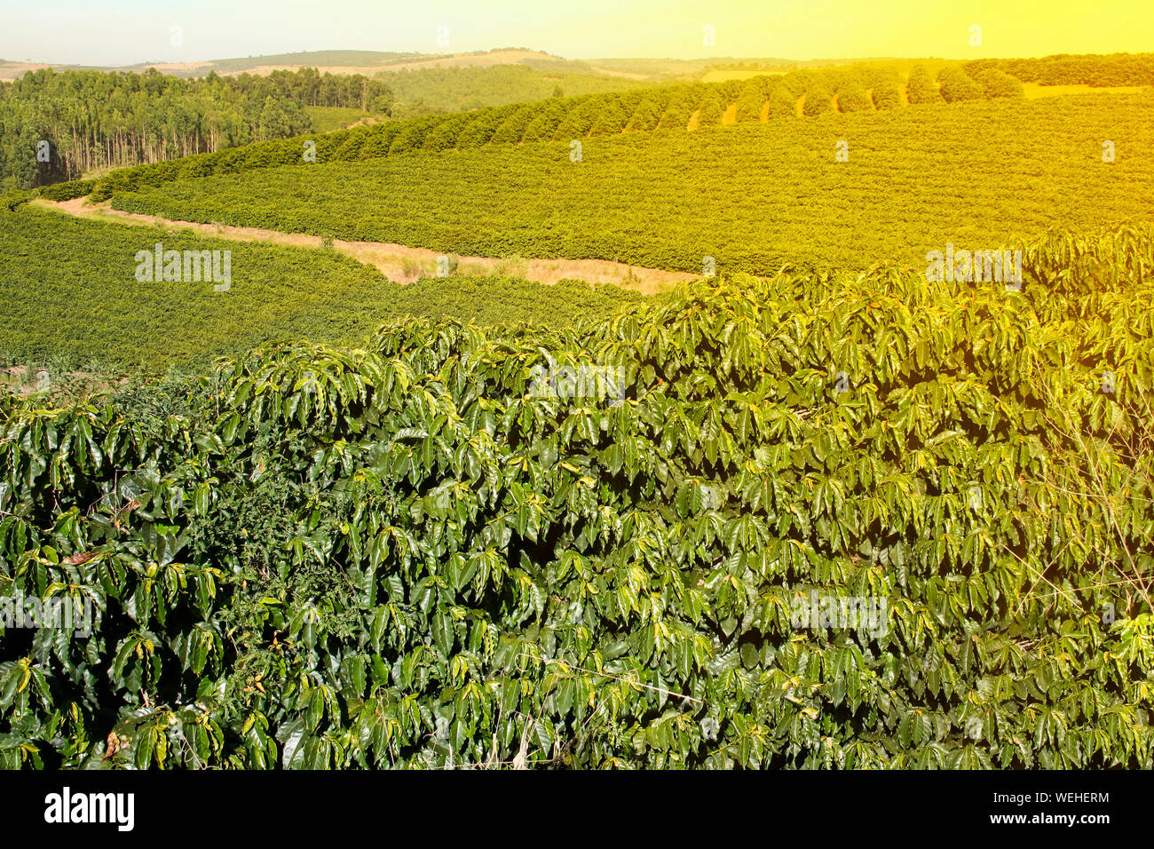Agriturismo piantagione di caffè in Brasile - Fattoria vista con piantagione di caffè - caffè brasiliano di produzione di fagiolo - Cafe do Brasil Foto Stock