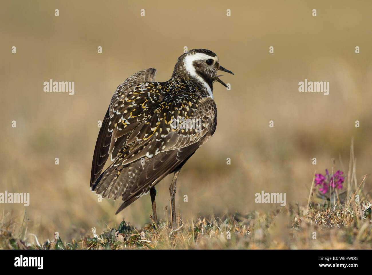 American Golden-Plover sul nido in Barrow Alaska Foto Stock