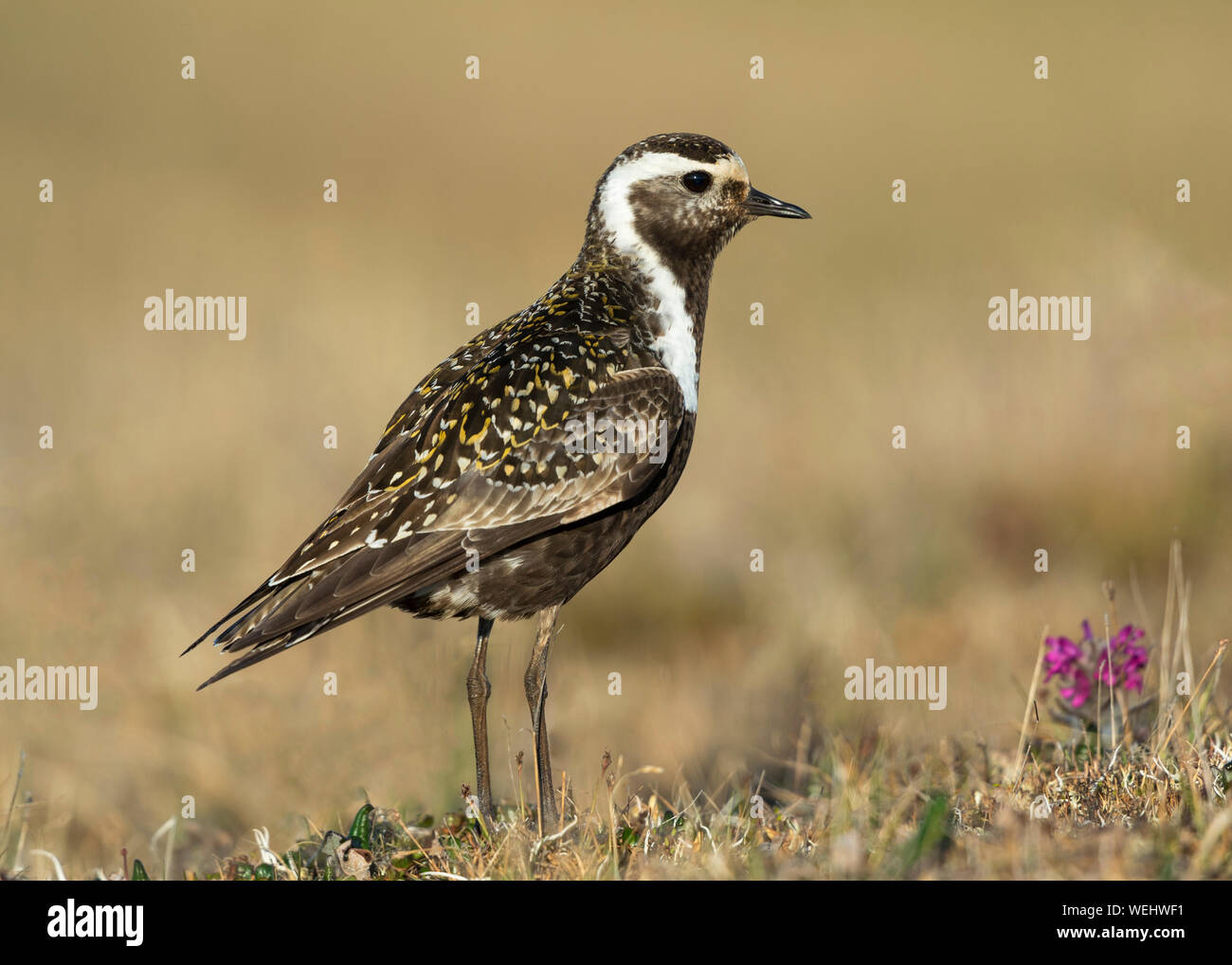 American Golden-Plover sul nido in Barrow Alaska Foto Stock