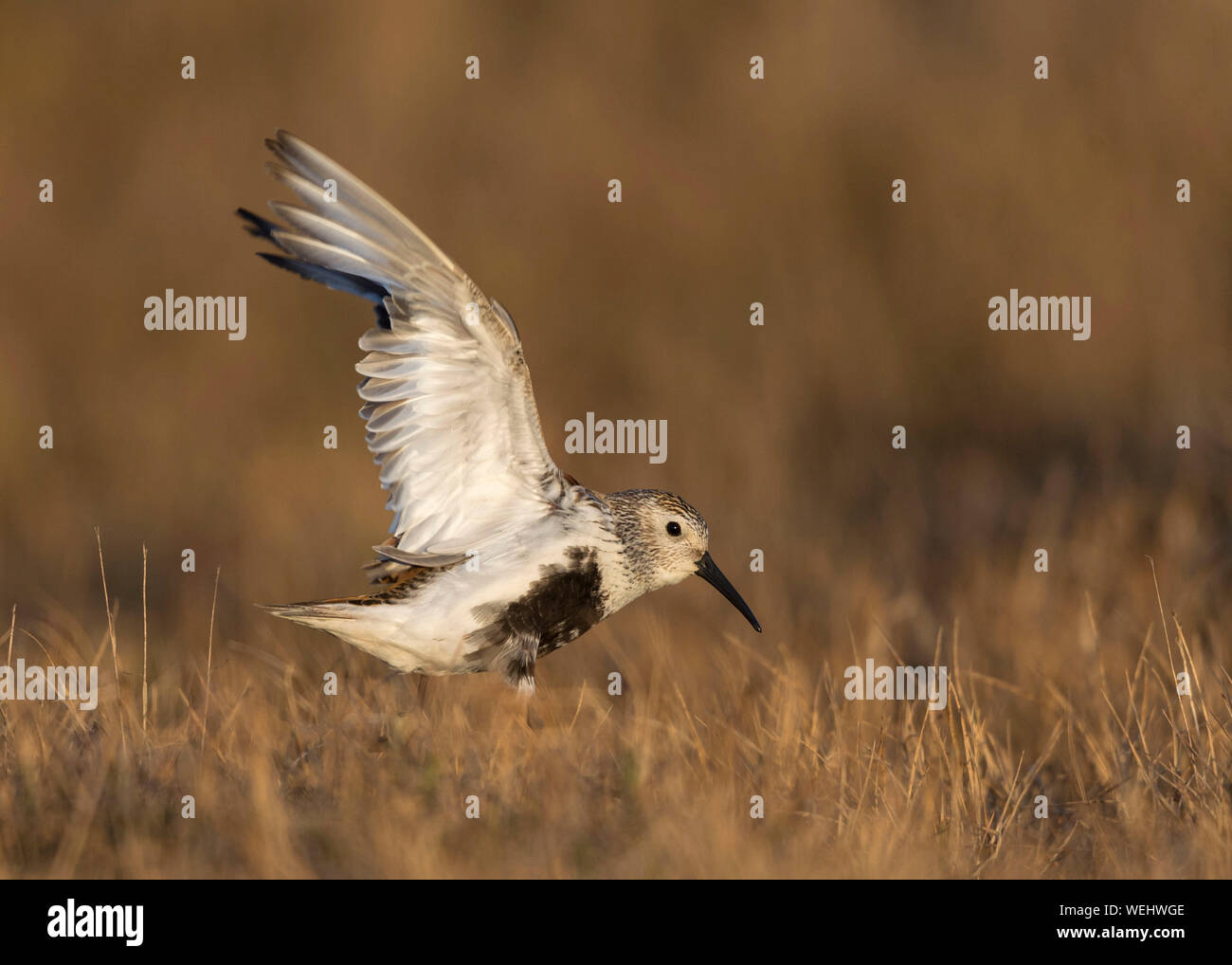 Dunlin di eseguire la riproduzione sul display tundra artica Foto Stock