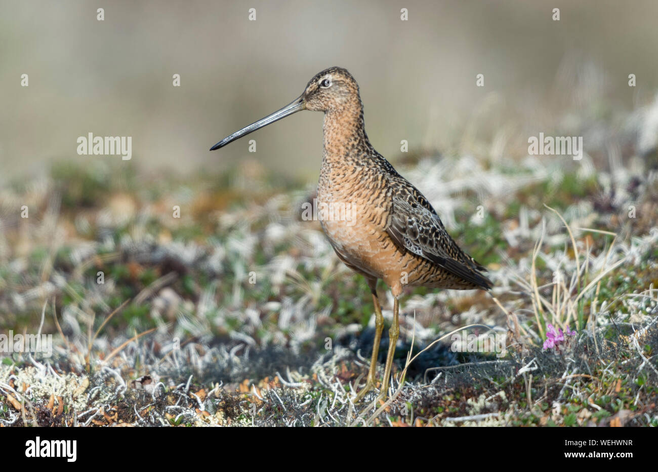 A lungo fatturati nesting Dowitcher sulla tundra artica, Barrow Alaska Foto Stock