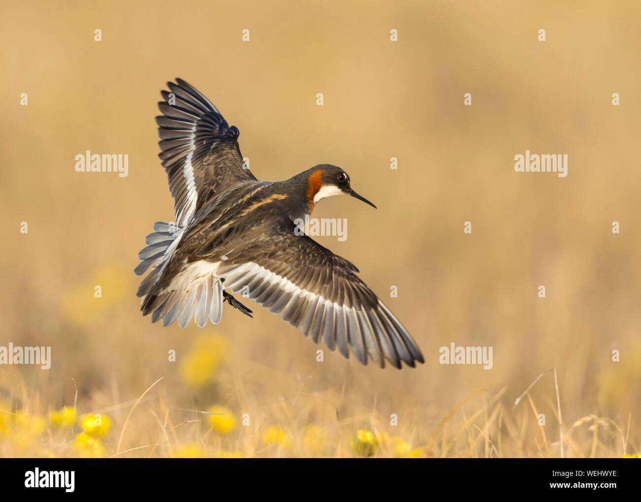 Rosso Colli di nesting Phalarope sulla tundra artica Foto Stock