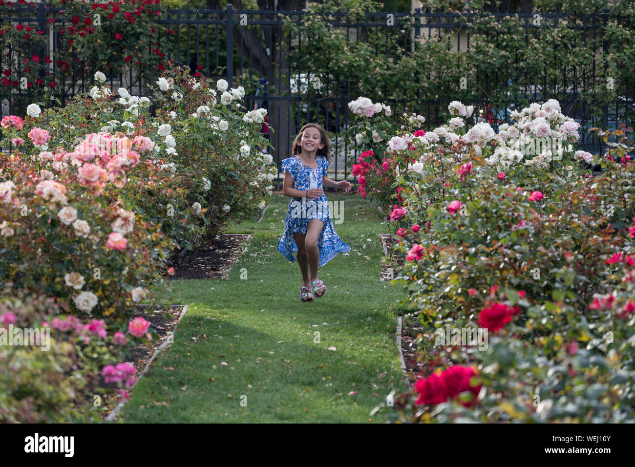 Preteen ragazza di aspetto asiatico facendo ginnastica in giardino di rose, San Jose, California Foto Stock