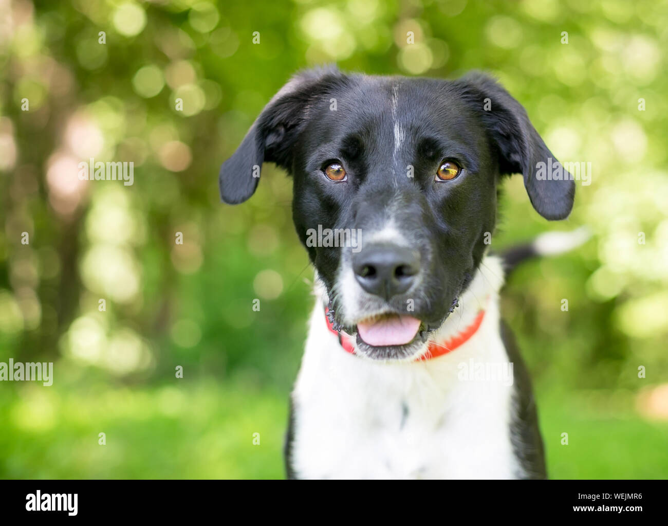 Un bianco e nero di razza cane marrone con occhi e orecchie floppy Foto Stock