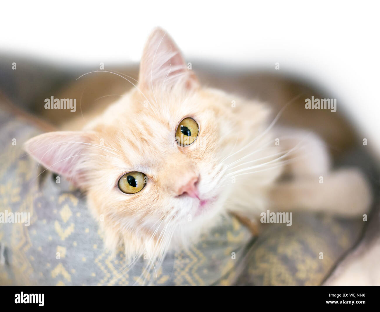 Un buff tabby domestici dai capelli medio cat rilassante in un letto di cat Foto Stock