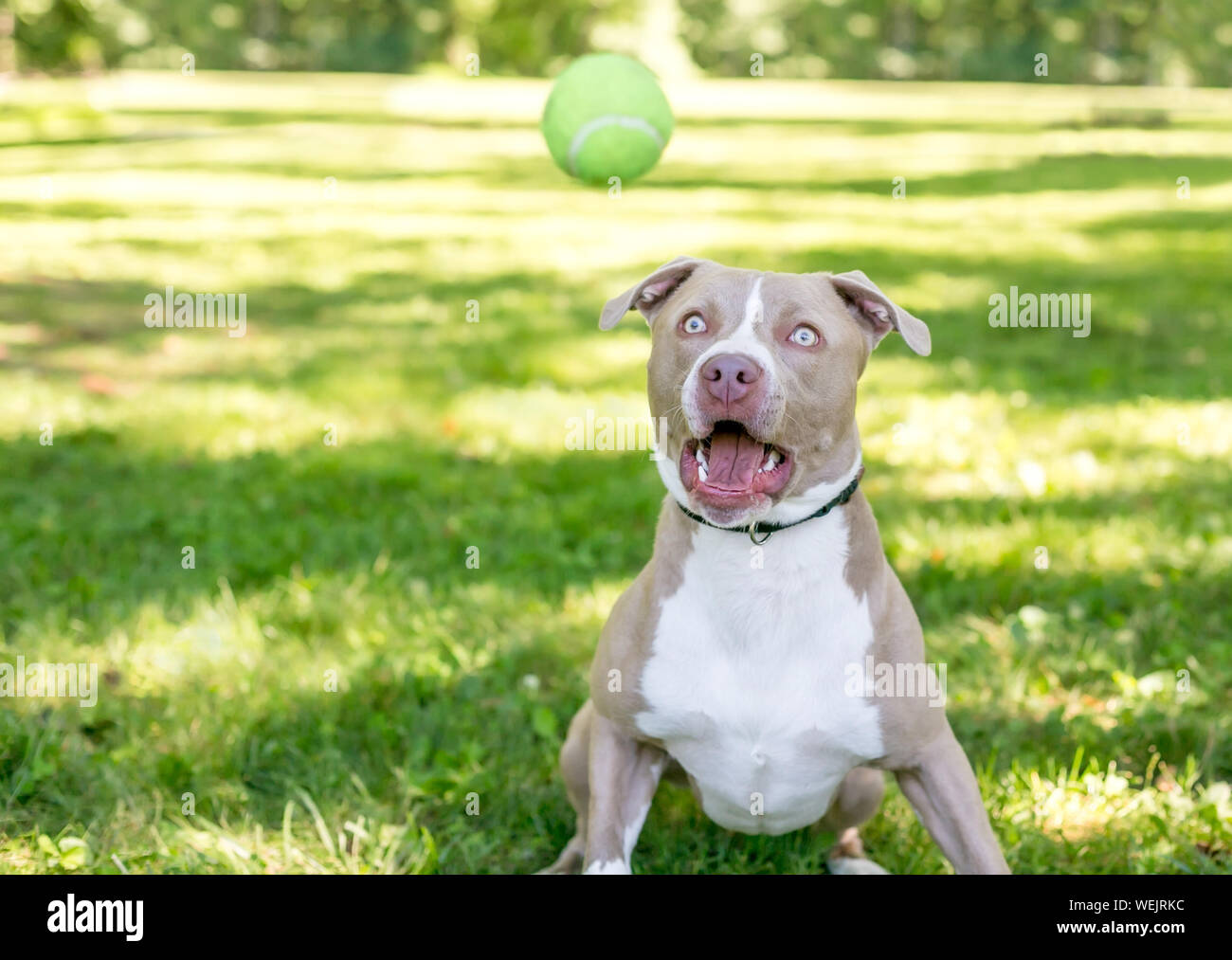 Bull Terrier, Cane, Razza, Cane proprietario, Comico' Tazza