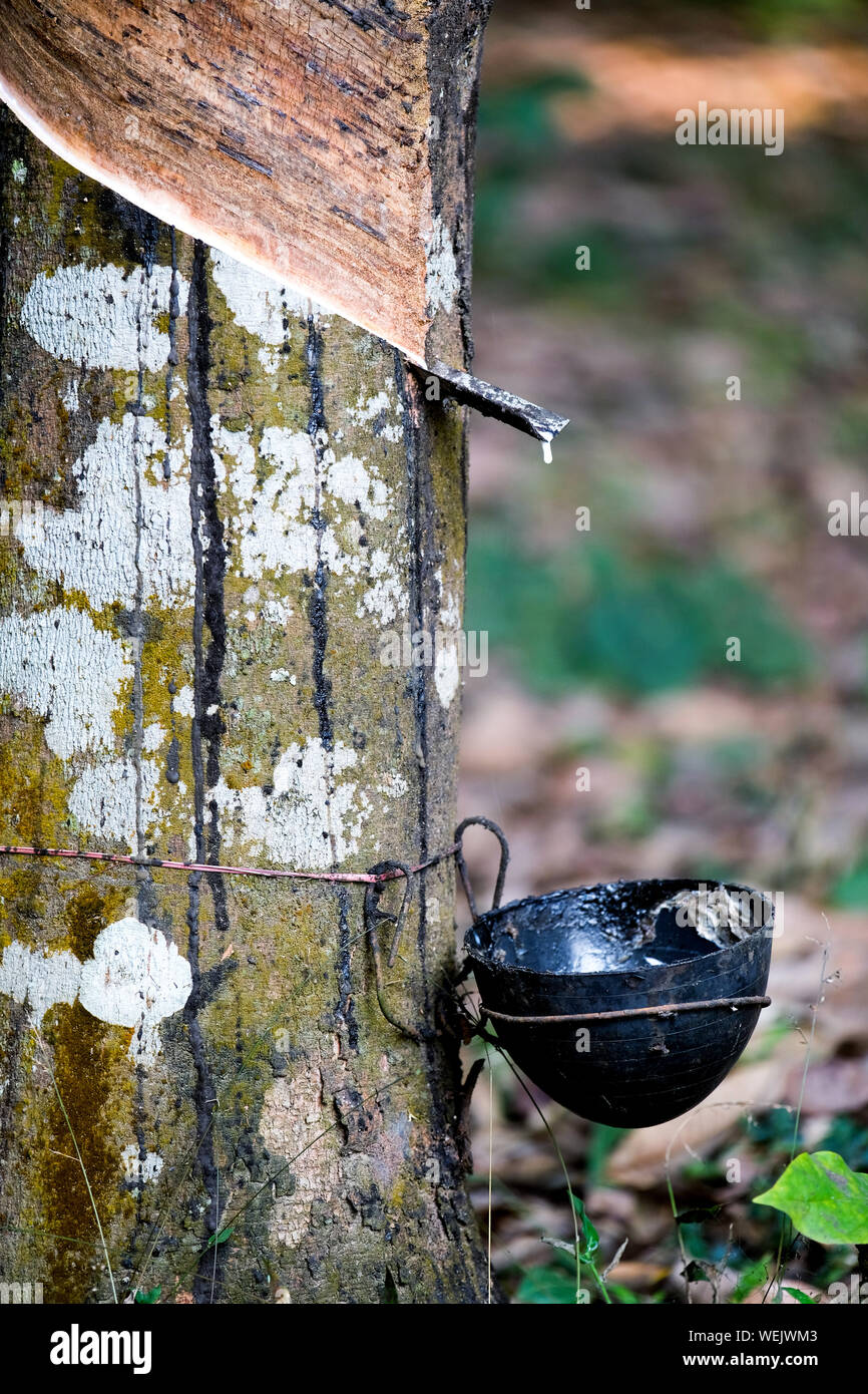 Gomma incisi Tree (Hevea Brasiliensis) con recipiente di raccolta, gomma naturale produzione su una piantagione, nello Stato di Meghalaya, India Foto Stock