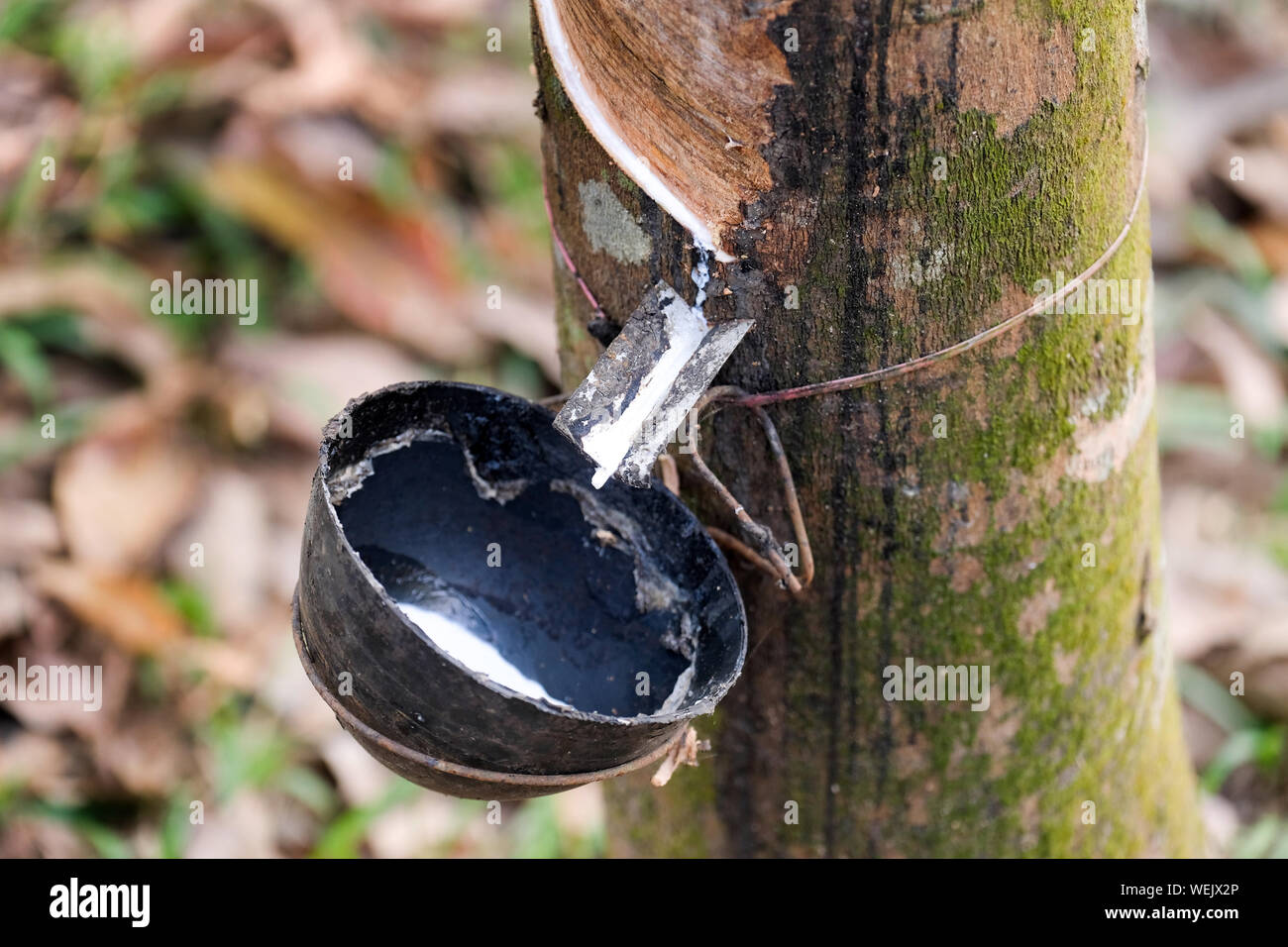 Gomma incisi Tree (Hevea Brasiliensis) con recipiente di raccolta, gomma naturale produzione su una piantagione, nello Stato di Meghalaya, India Foto Stock