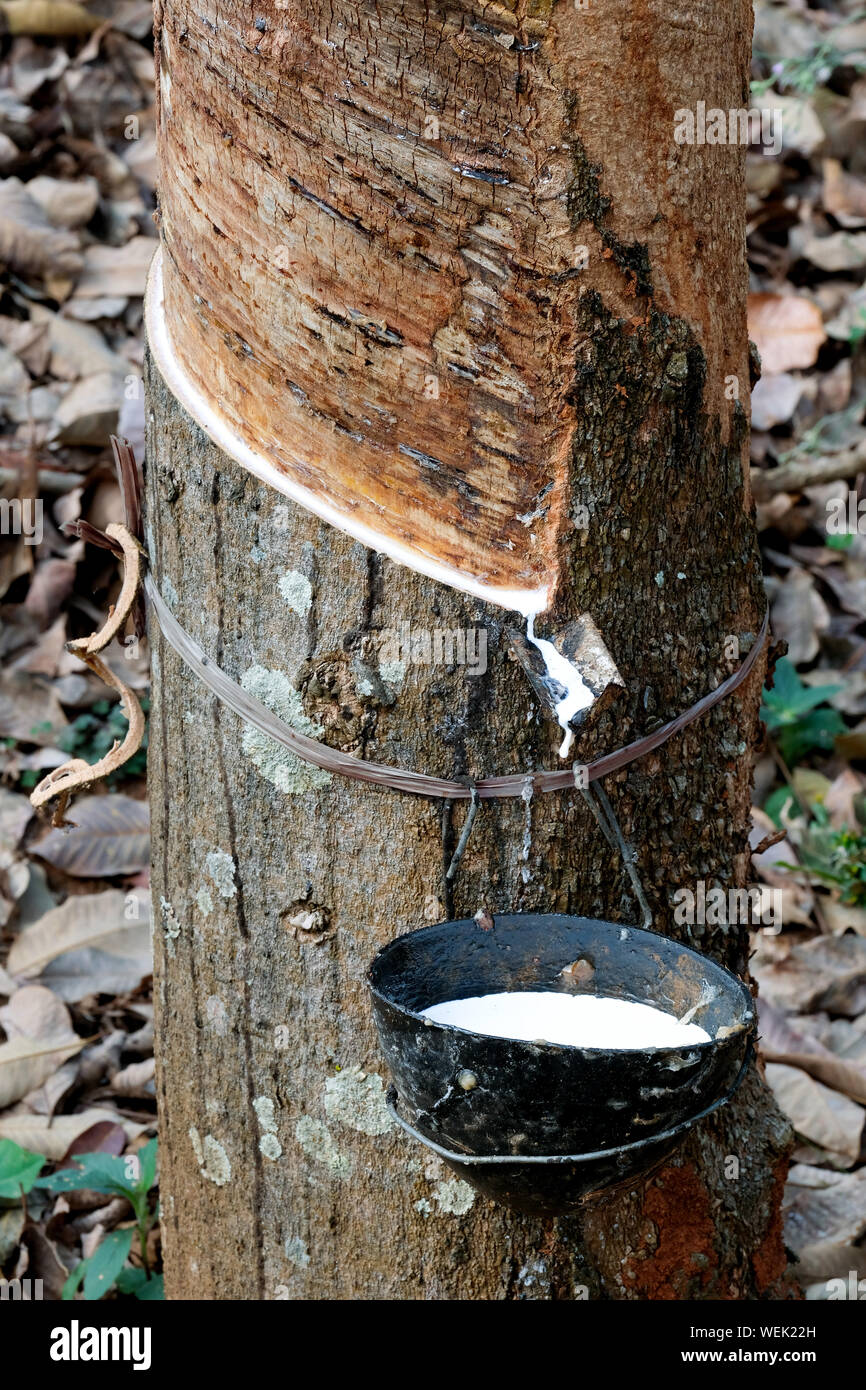 Gomma incisi Tree (Hevea Brasiliensis) con recipiente di raccolta, gomma naturale produzione su una piantagione, nello Stato di Meghalaya, India Foto Stock