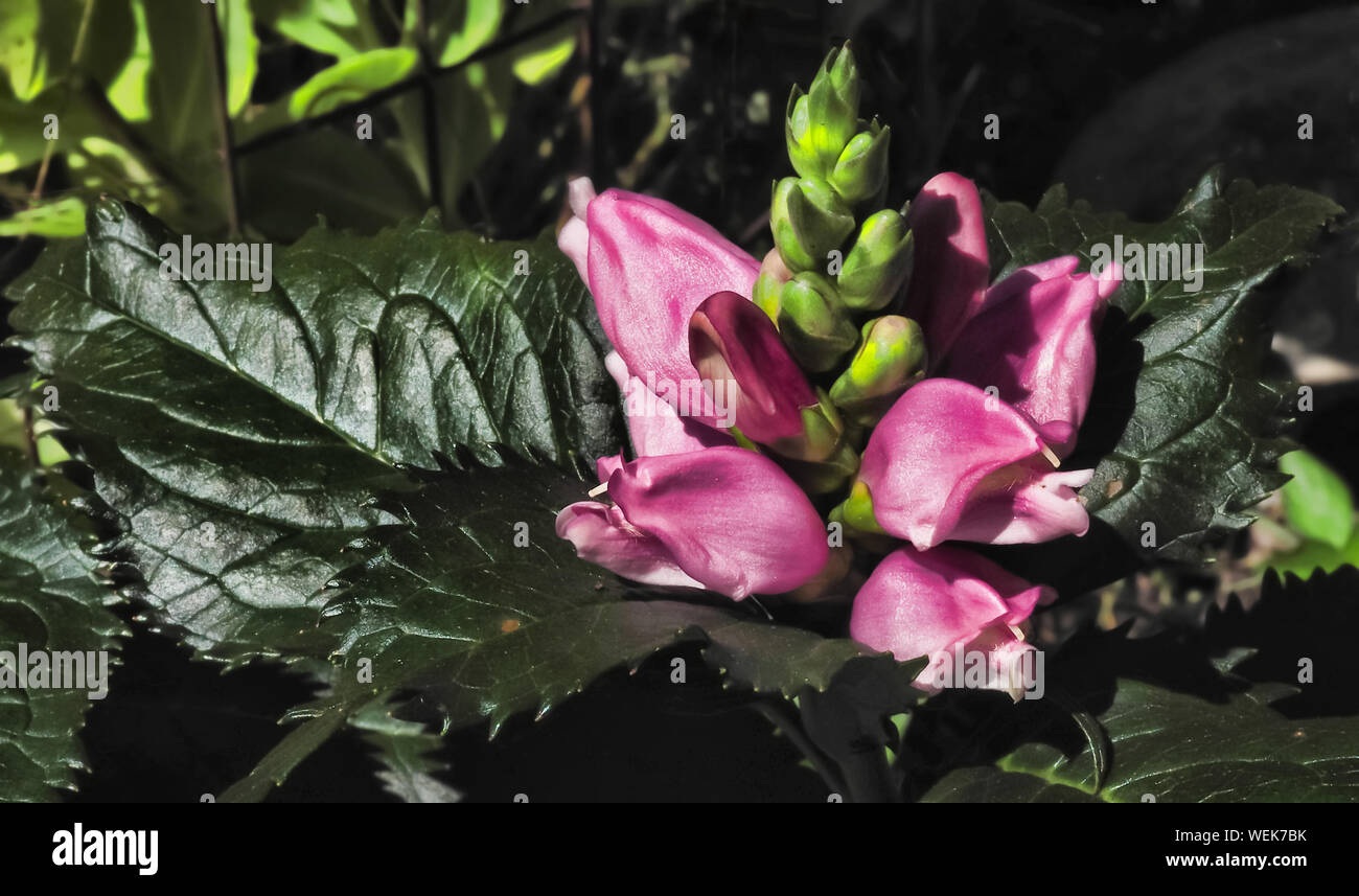 Turtlehead Fiore, Chelone obliqua, tarda estate perenne fioritura in un giardino Foto Stock