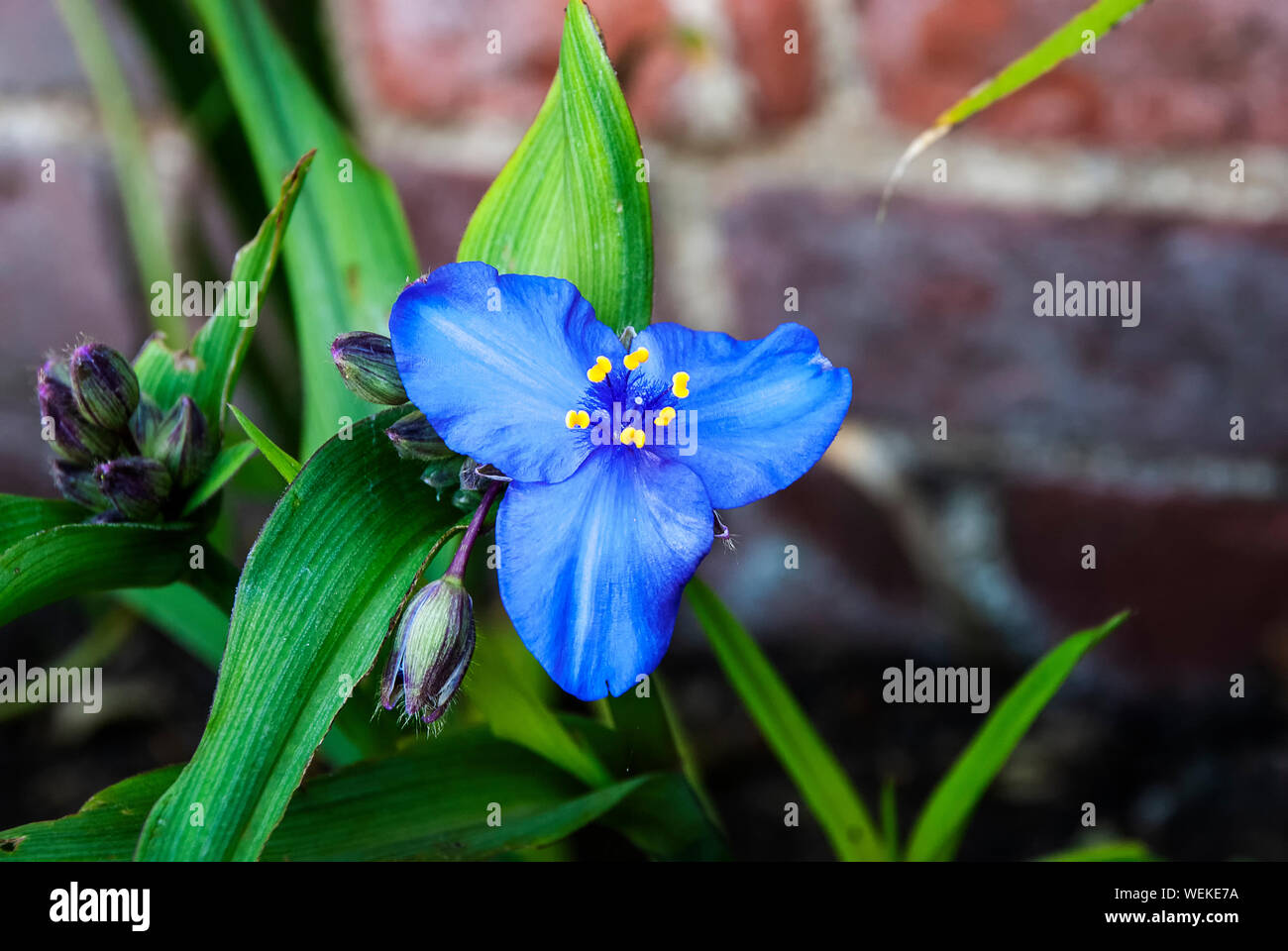 Un Virginia Spiderwort (Tradescantia virginiana) Foto Stock