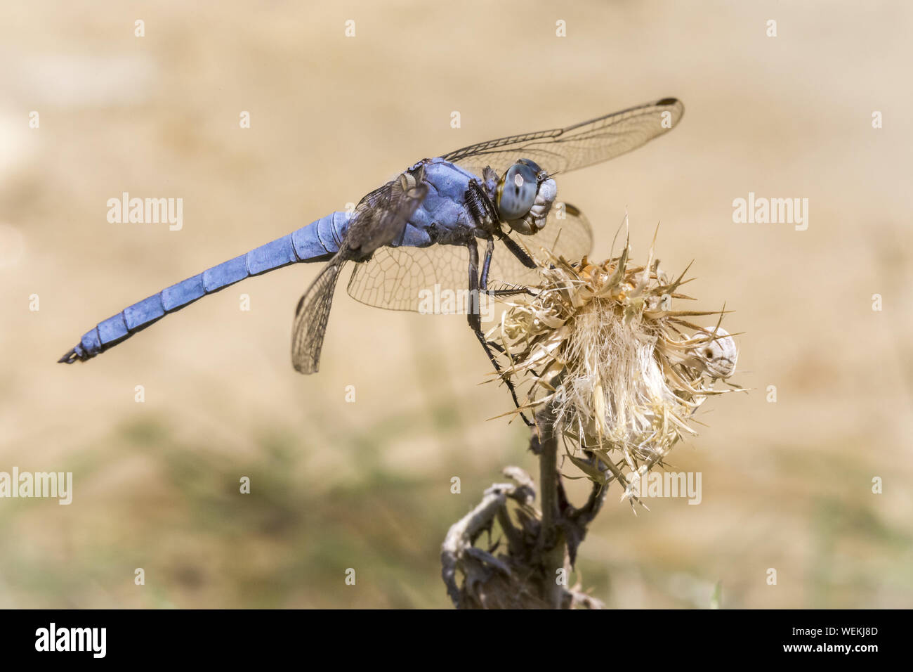 Skimmer meridionale (Orthetrum brunneum) Foto Stock