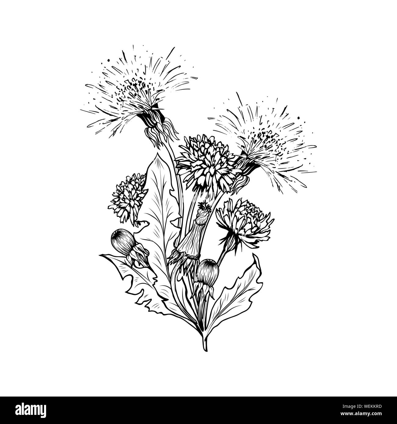 Fioritura di tarassaco vettore di freehand bouqet illustrazioni. Molla di impianto di miele, disegnato a mano di ramoscelli di fiori selvaggi. Estate fiore, foglie di tarassaco, gemme di incisione in bianco e nero. Cartolina, poster elemento di design Illustrazione Vettoriale
