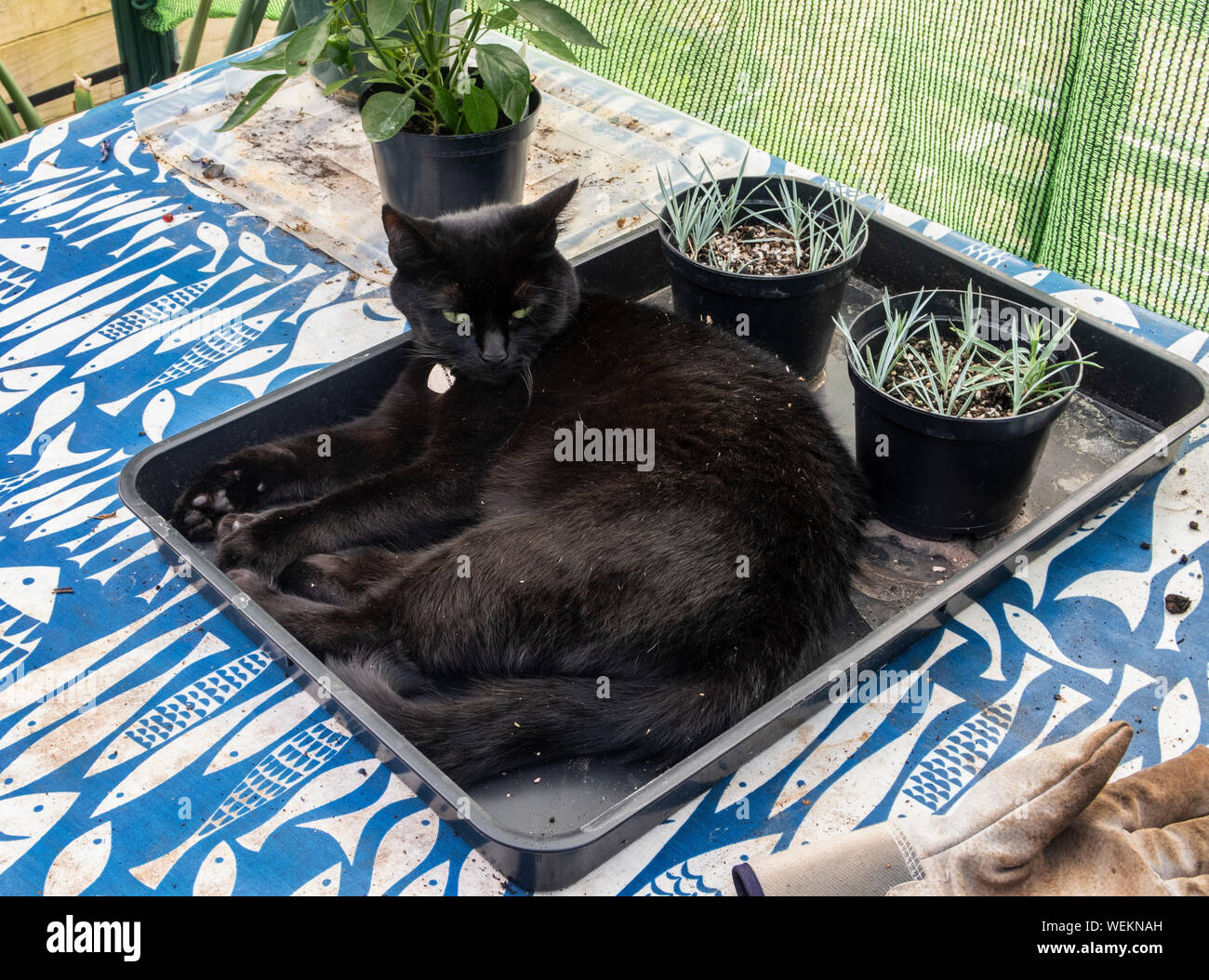 Giovane nero gatto addormentato nel vassoio di plastica in una serra Foto Stock