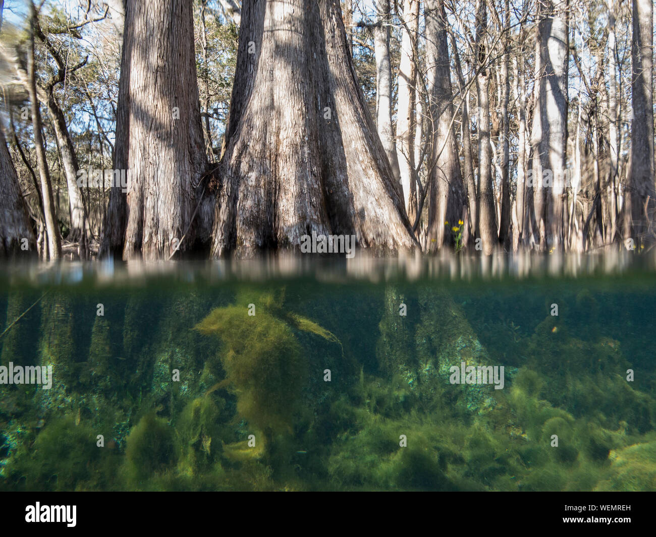 Unica al di sotto e al di sopra della vista di acqua di cipressi in America del Sud Foto Stock