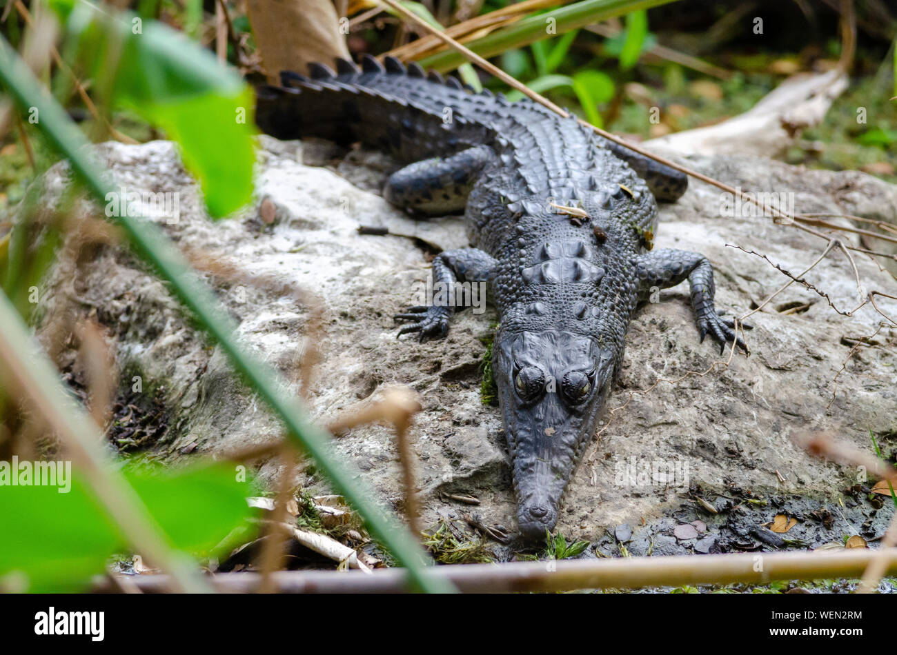 Caimano dagli occhiali (Caiman crocodilus) a Palo Verde National Park, Guanacaste in Costa Rica Foto Stock