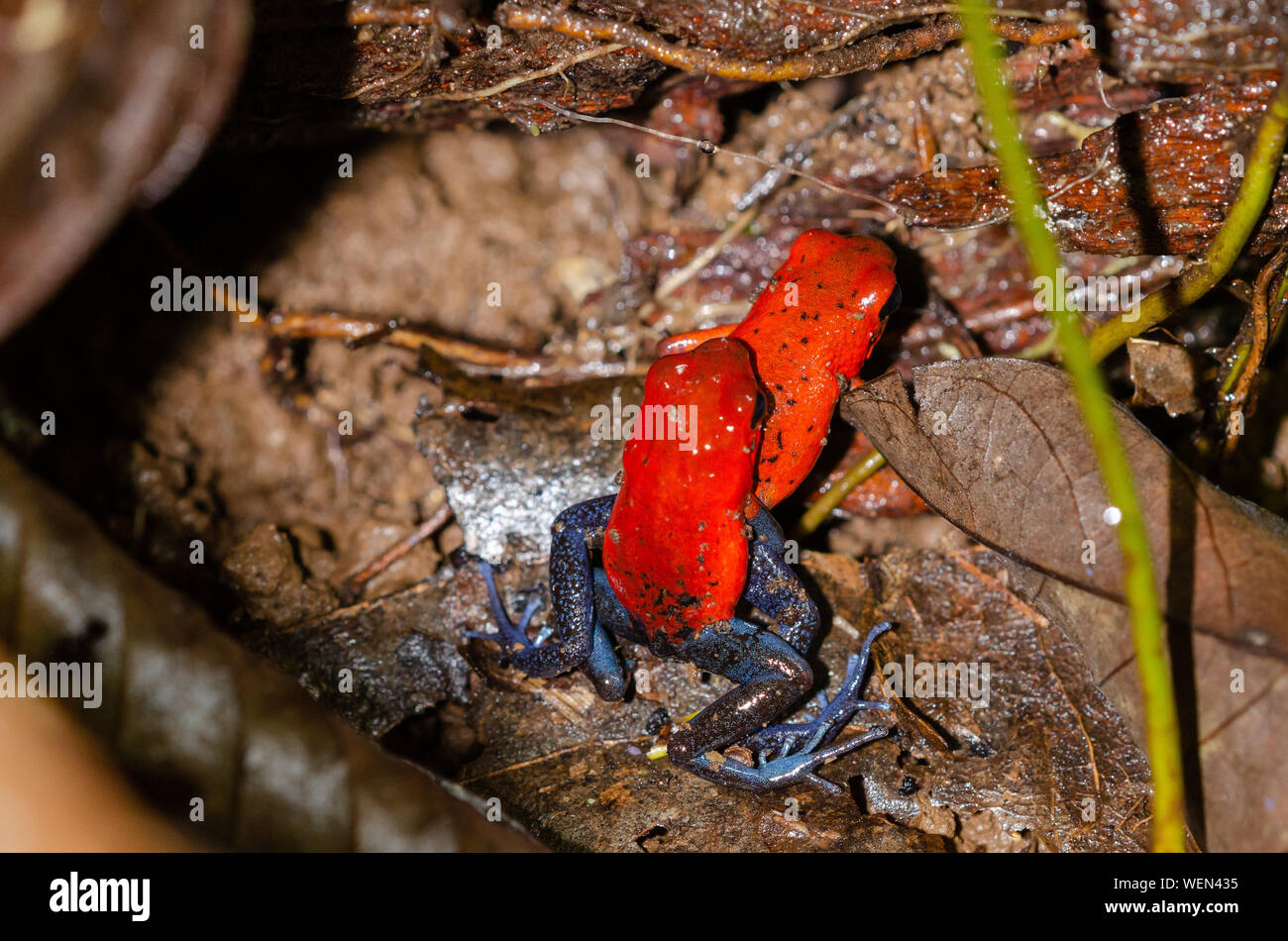 Fragola Rana Poison-Dart (Oophaga pumilio) due maschi combattimento , La Selva La Stazione Biologica, Costa Rica Foto Stock