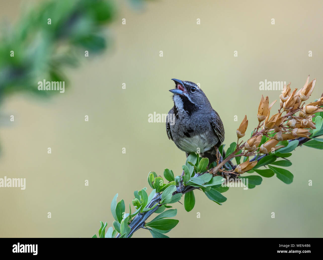 Una rara cinque-spogliato Sparrow (Amphispiza quinquestriata) cantare su di un ramo. Tucson, Arizona, Stati Uniti. Foto Stock