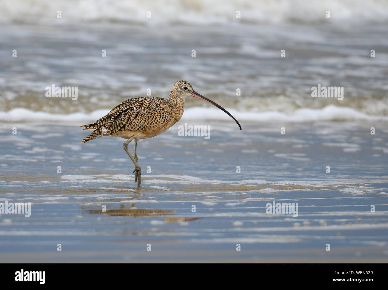 A lungo fatturate (Curlew Numenius americanus) foraggio sulla spiaggia. Galveston, Texas, Stati Uniti d'America. Foto Stock