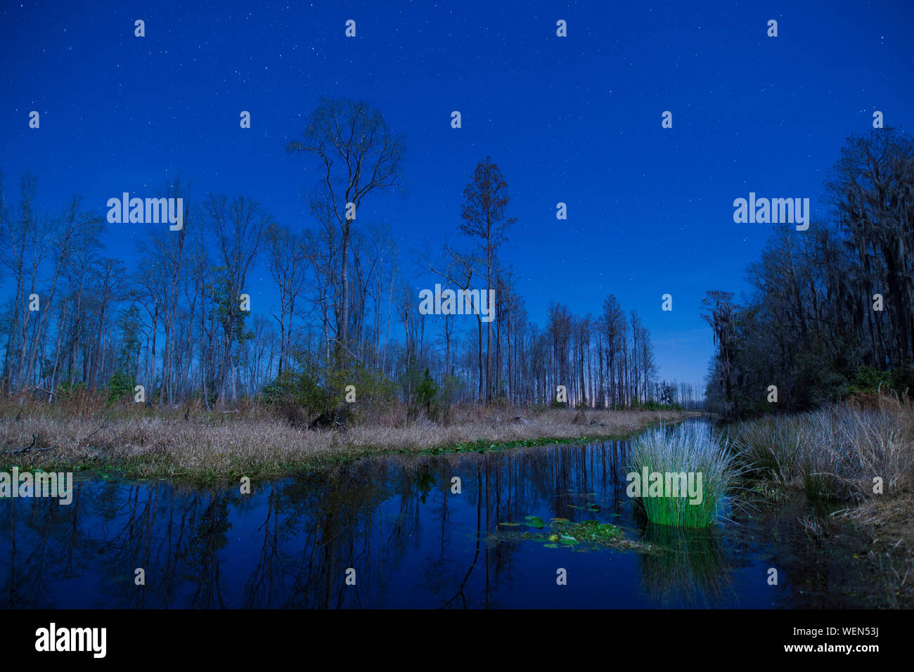 Scena notturna con stelle in Okefenokee Swamp della Georgia Foto Stock