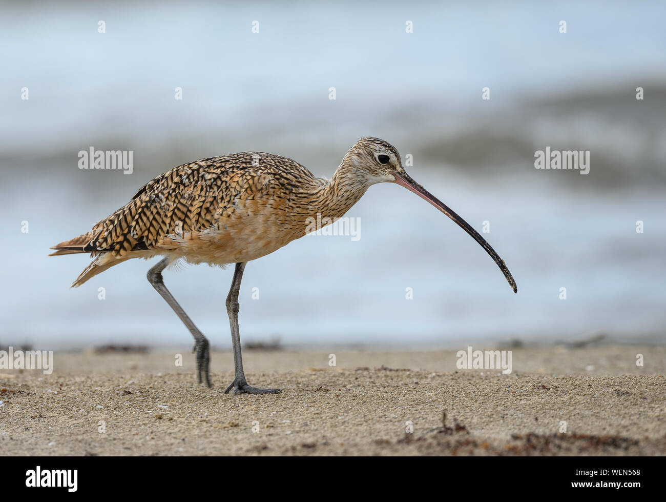 A lungo fatturate (Curlew Numenius americanus) foraggio sulla spiaggia. Galveston, Texas, Stati Uniti d'America. Foto Stock