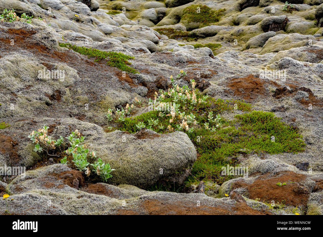 Skaftarhreppur mossy vecchio lavafield e Geoparco vicino Kirkjubaejarklaustur, Islanda Foto Stock