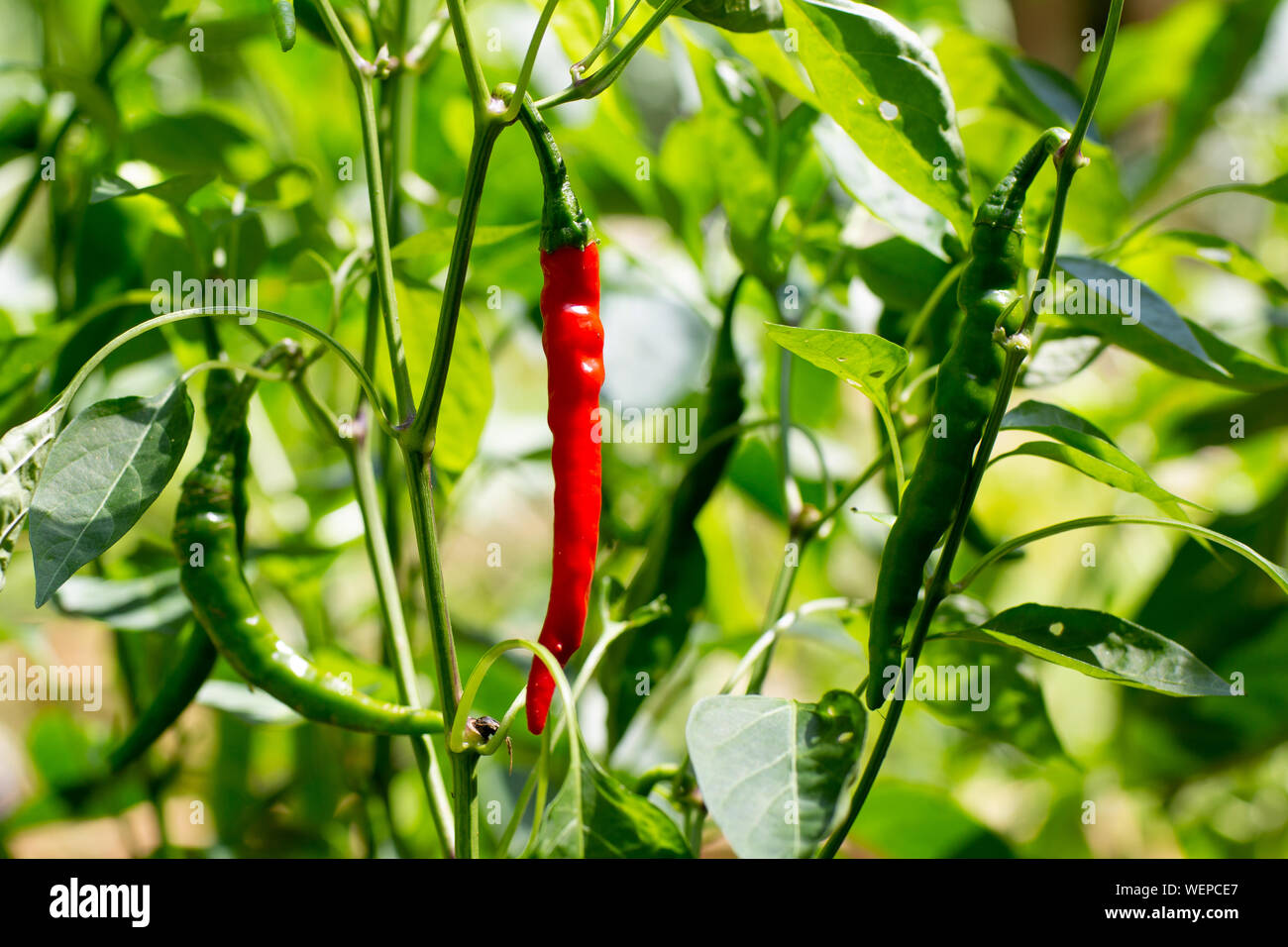 Ripe rosso organico di pepe di cayenna sta crescendo in giardino Foto Stock