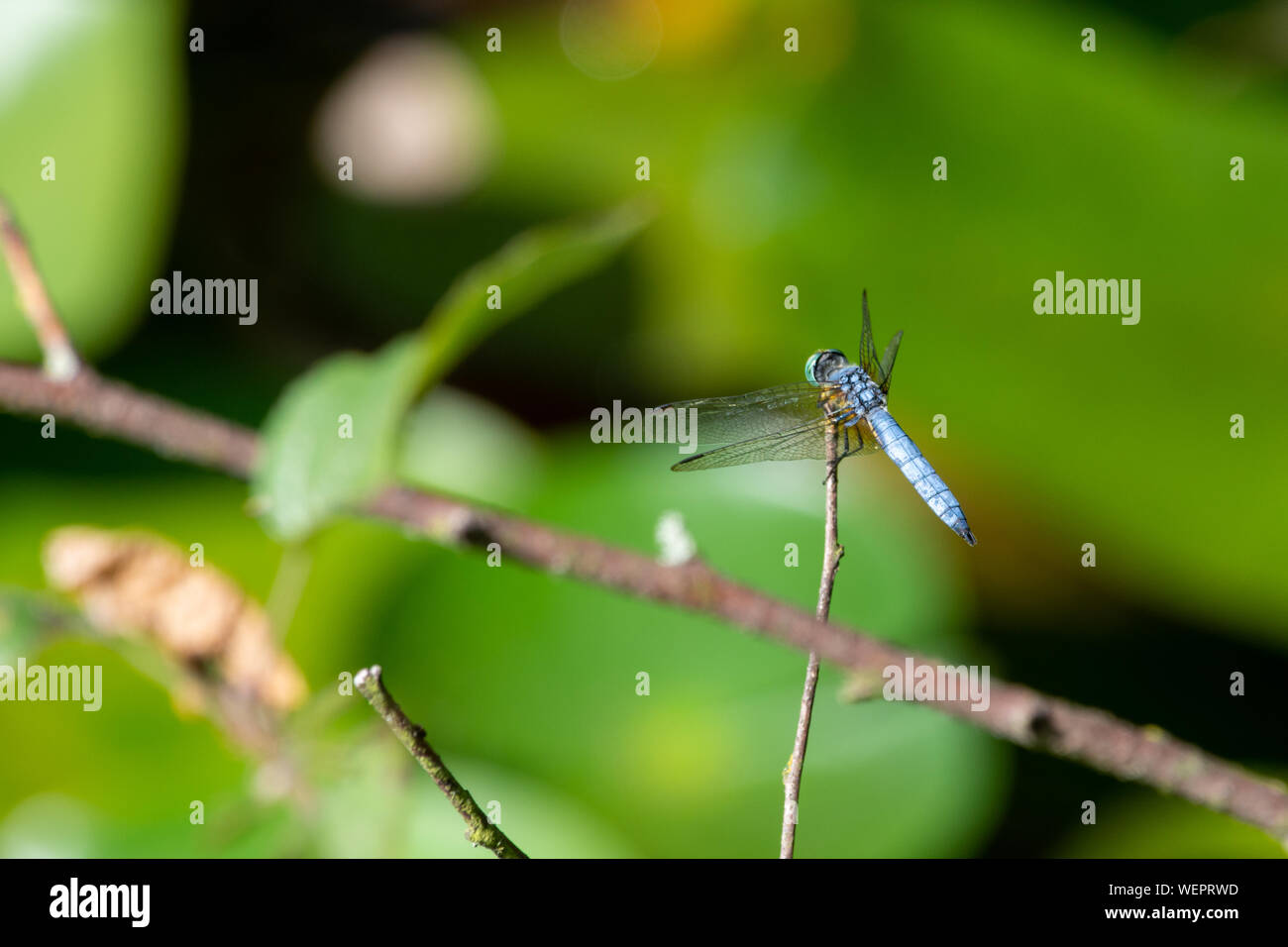 Un dasher blu (Pachydiplax longipennis) dragonfly della famiglia skimmer, sorge sulla cima di un ramoscello con un morbido sfondo verde in British Columbia, Canad Foto Stock