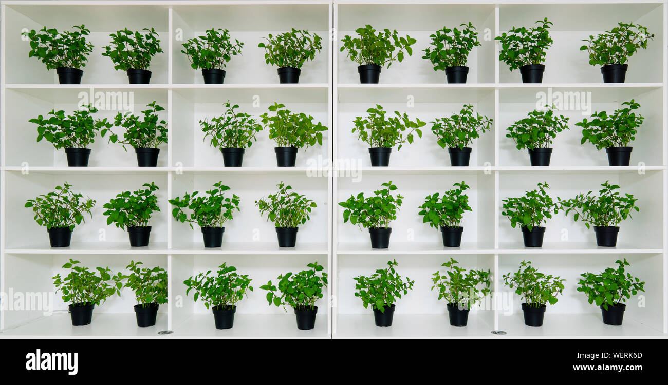 Piante in vaso Foto Stock