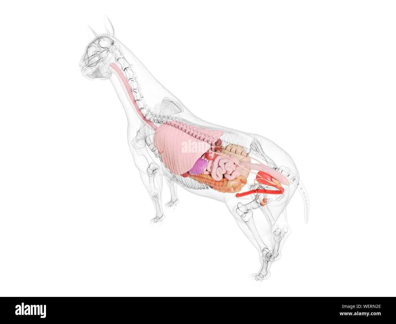Anatomia del cavallo, illustrazione Foto Stock