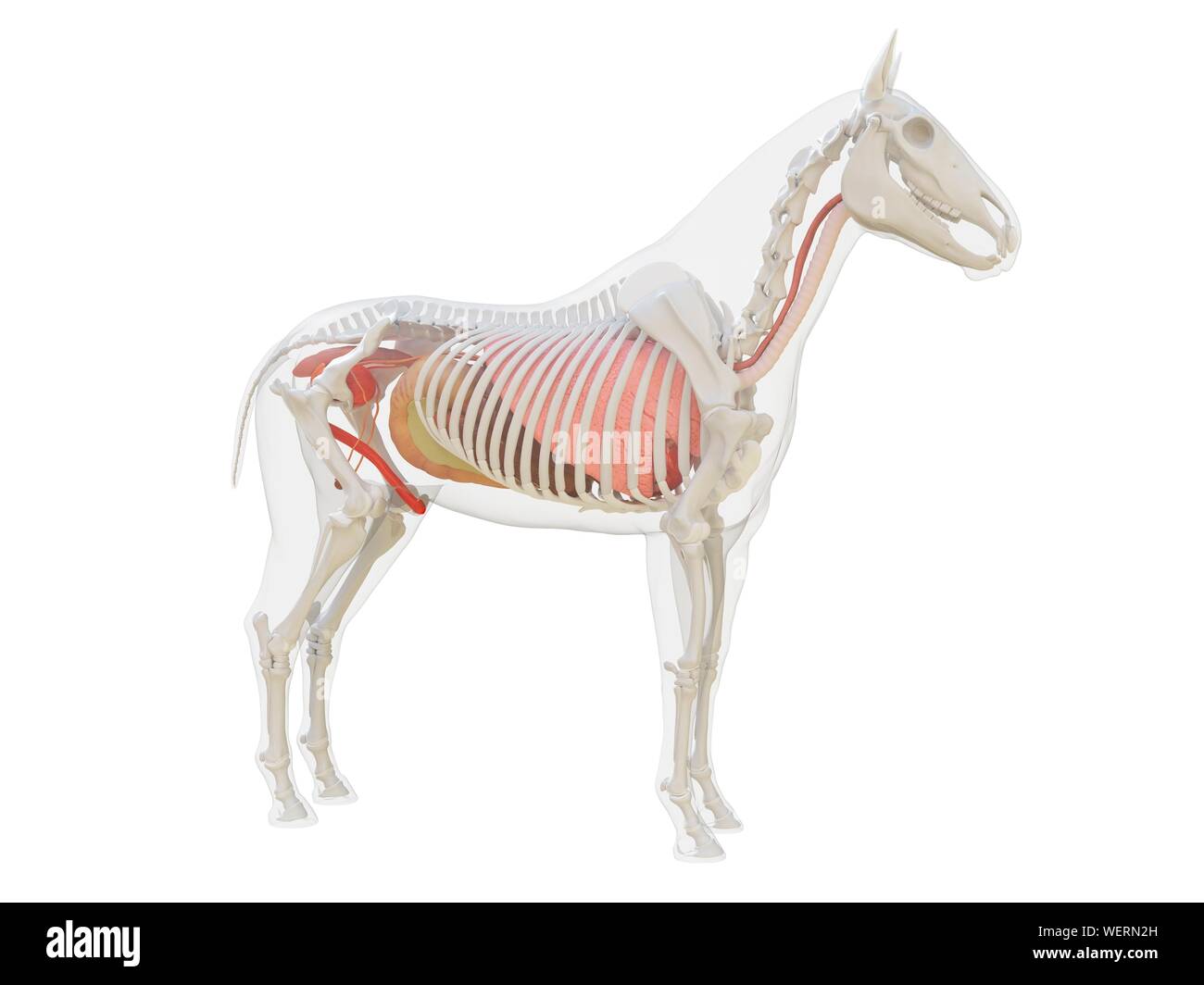 Anatomia del cavallo, illustrazione Foto Stock