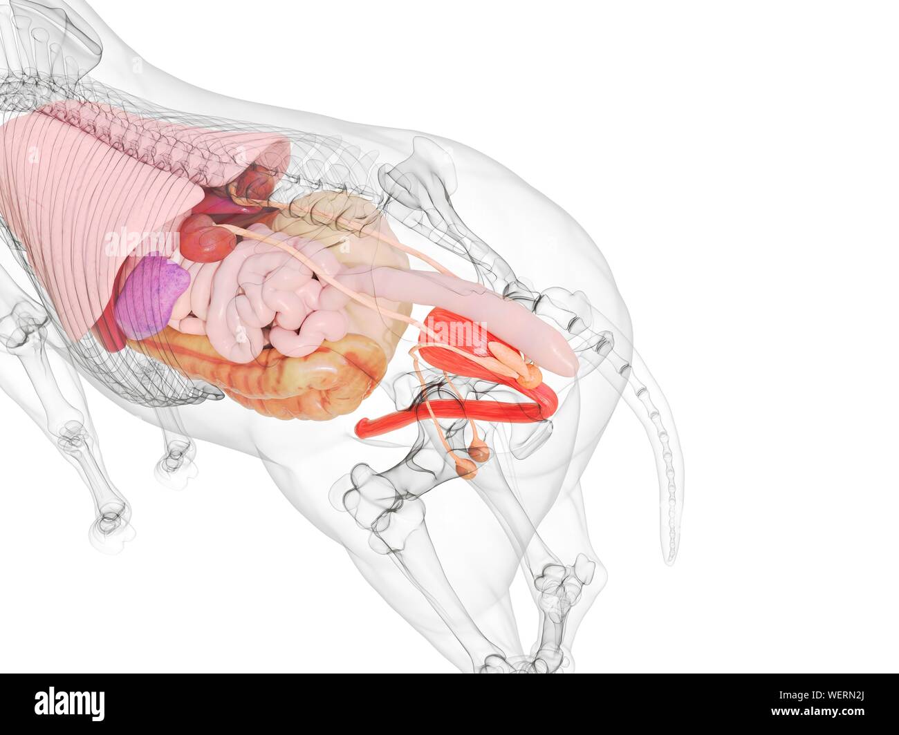 Anatomia del cavallo, illustrazione Foto Stock