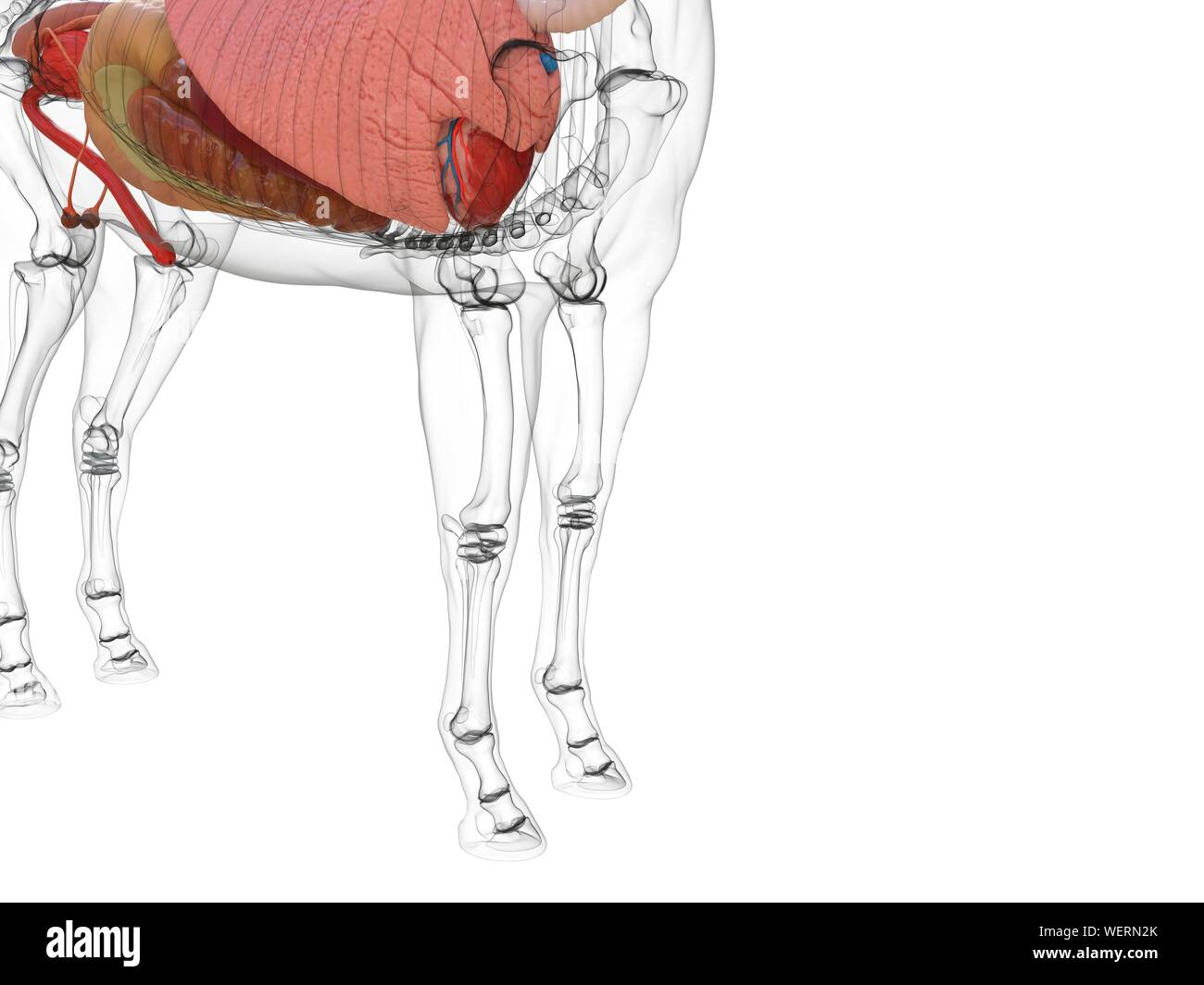 Anatomia del cavallo, illustrazione Foto Stock