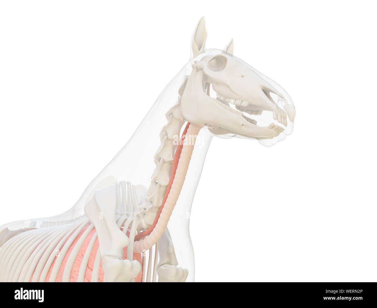 Anatomia del cavallo, illustrazione Foto Stock