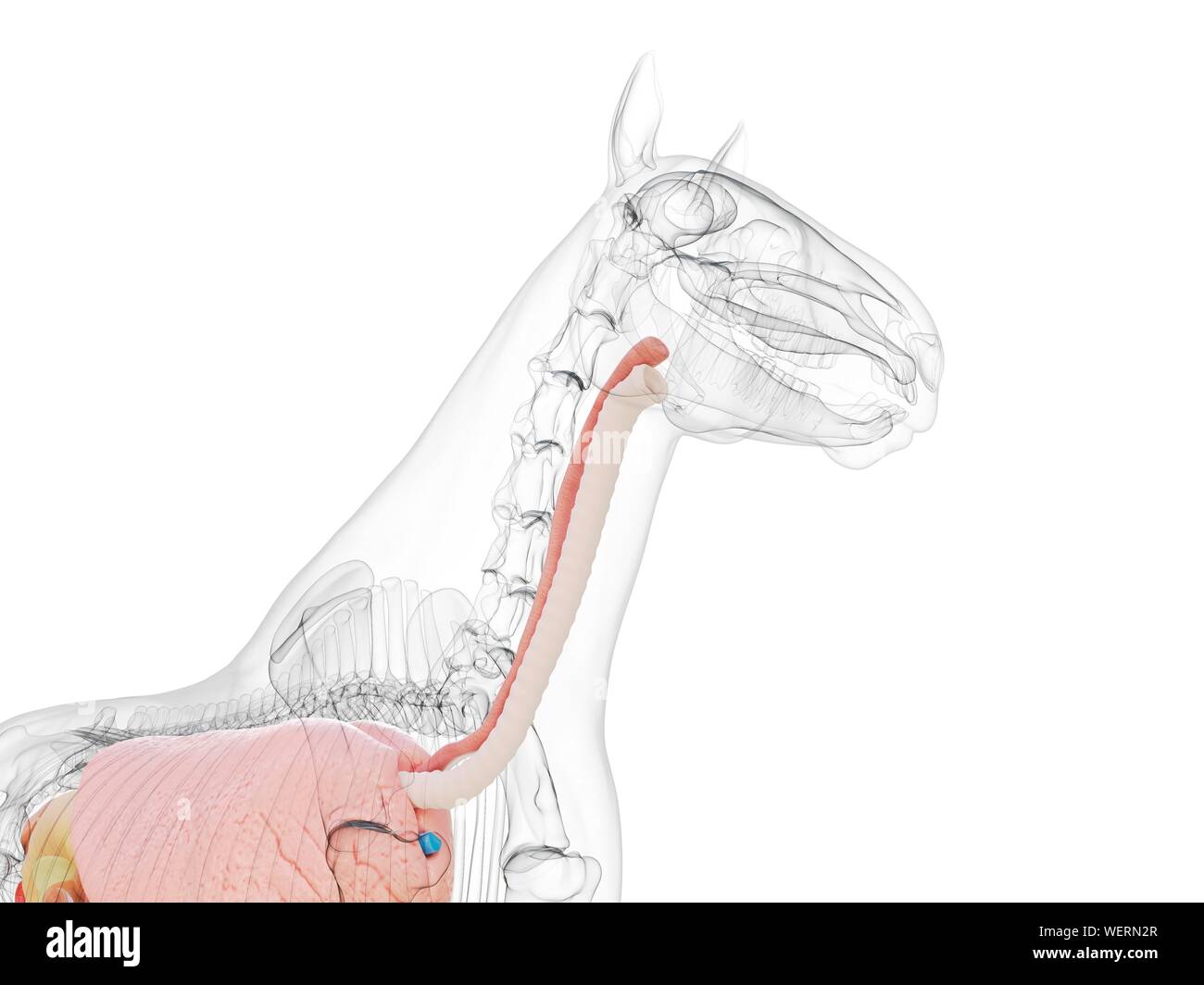 Anatomia del cavallo, illustrazione Foto Stock