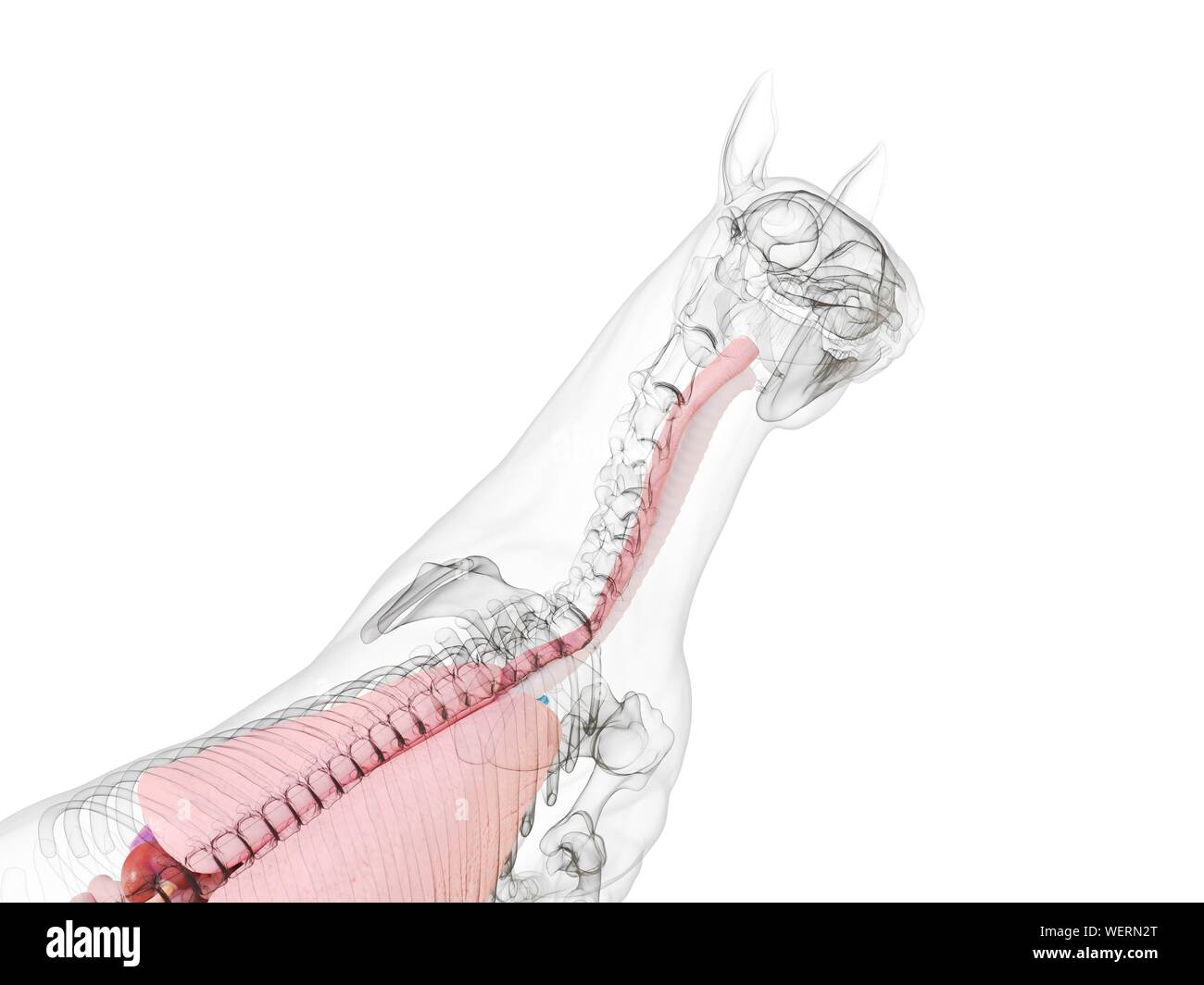 Anatomia del cavallo, illustrazione Foto Stock